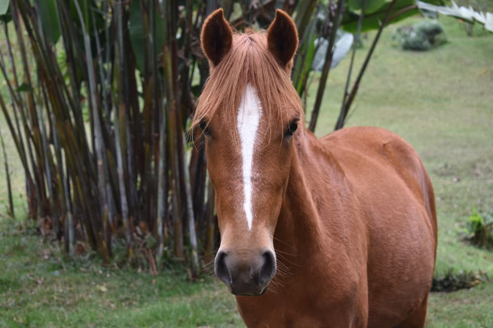 donaciones para nuestros animales