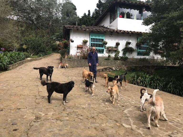 Perros del refugio en el patio de la casa