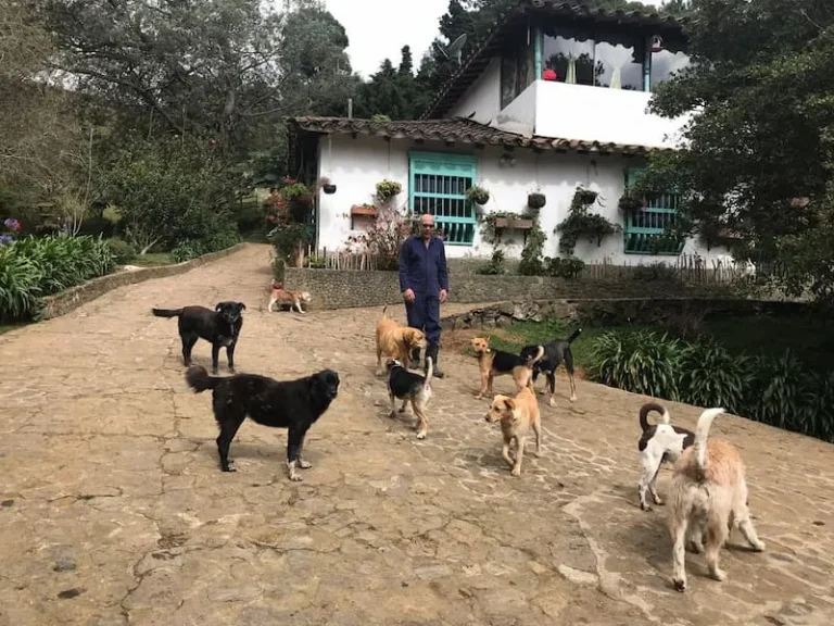 Perros del refugio en el patio de la casa