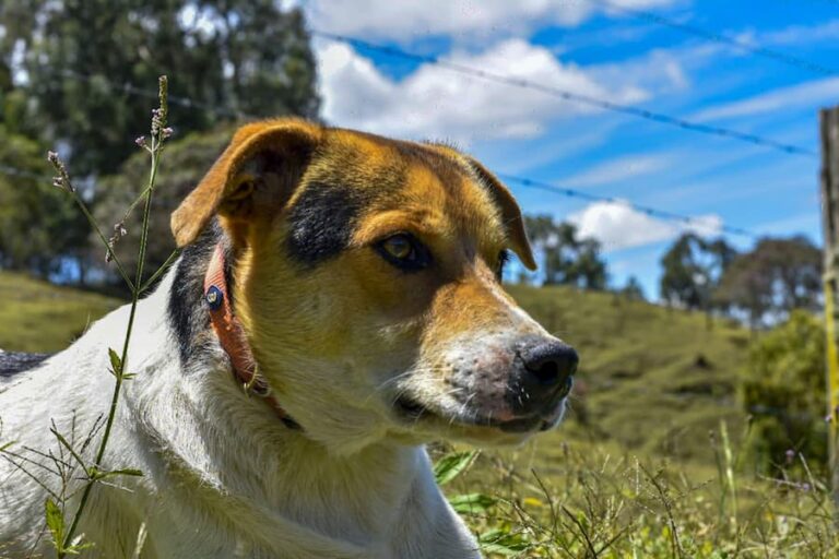Jeremías, perro en adopción en Medellín
