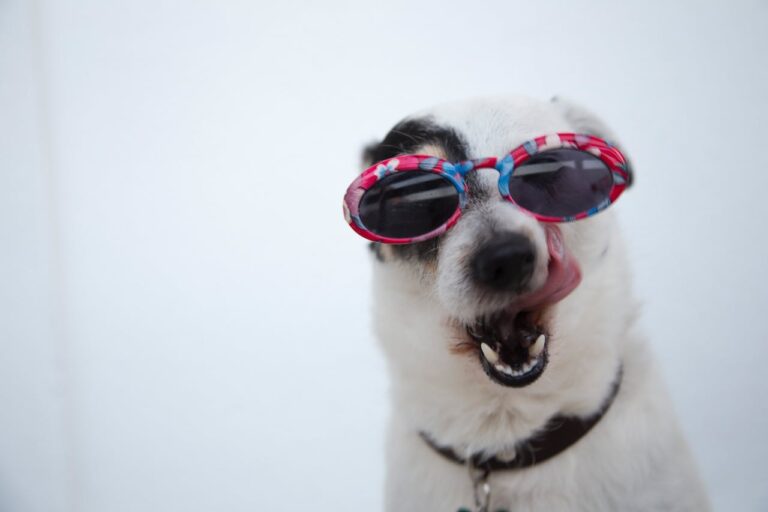 Perro blanco con gafas listo para ser adoptado