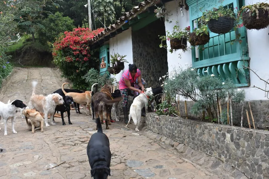 Herramientas gratis para tu perro Herramientas gratis para tu perro