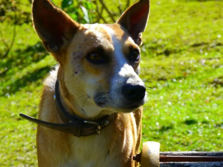 Fundación de perros Medellín Mochi, perro en adopción en Medellín