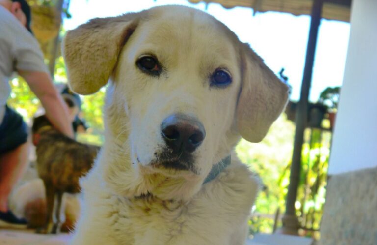 Toño, perro en adopción en Medellín