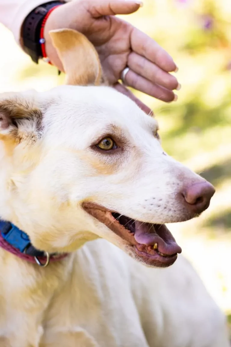 Fundación de perros Medellín Trípode, perro en adopción en Medellín