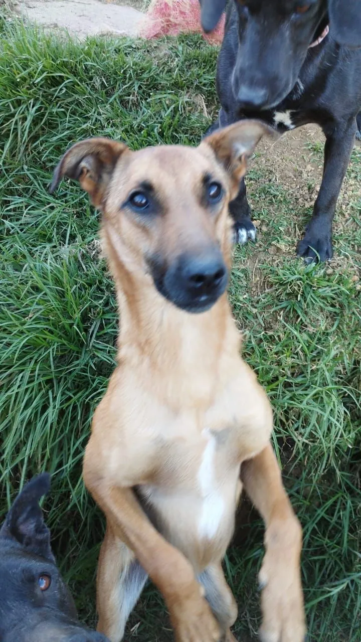 Fundación de perros Medellín Toby, perro en adopción en Medellín
