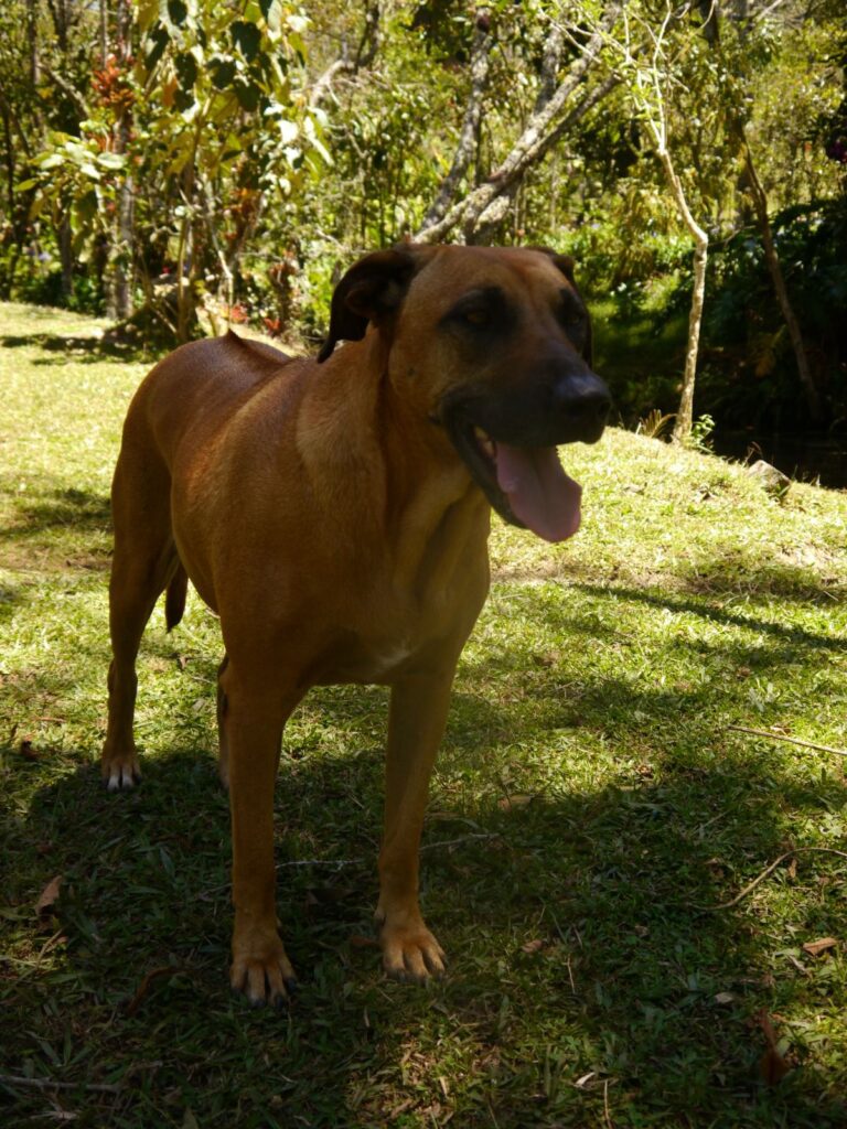 Hanna, perro en adopción en Medellín