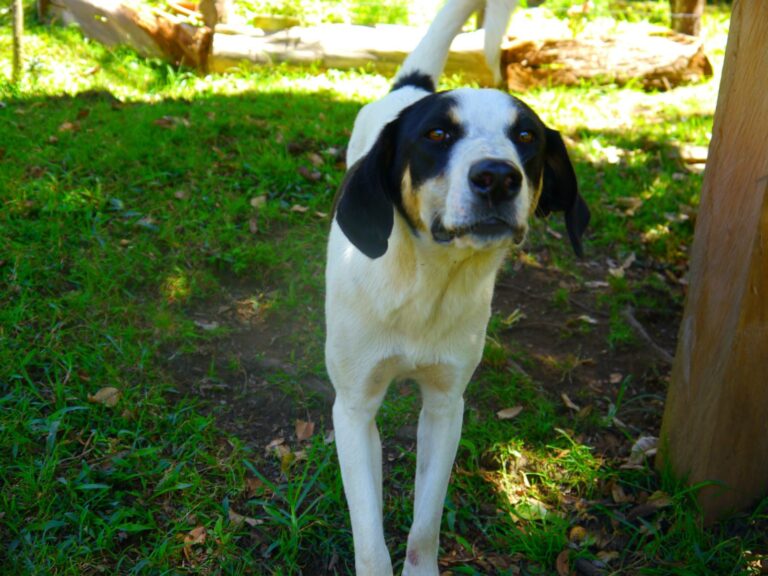 Coco, perro en adopción en Medellín