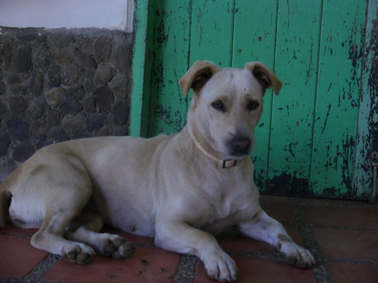 Blanquita, perro en adopción en Medellín