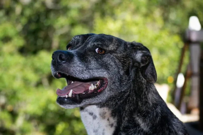 Fundación de perros Medellín Asdrual, perro en adopción en Medellín