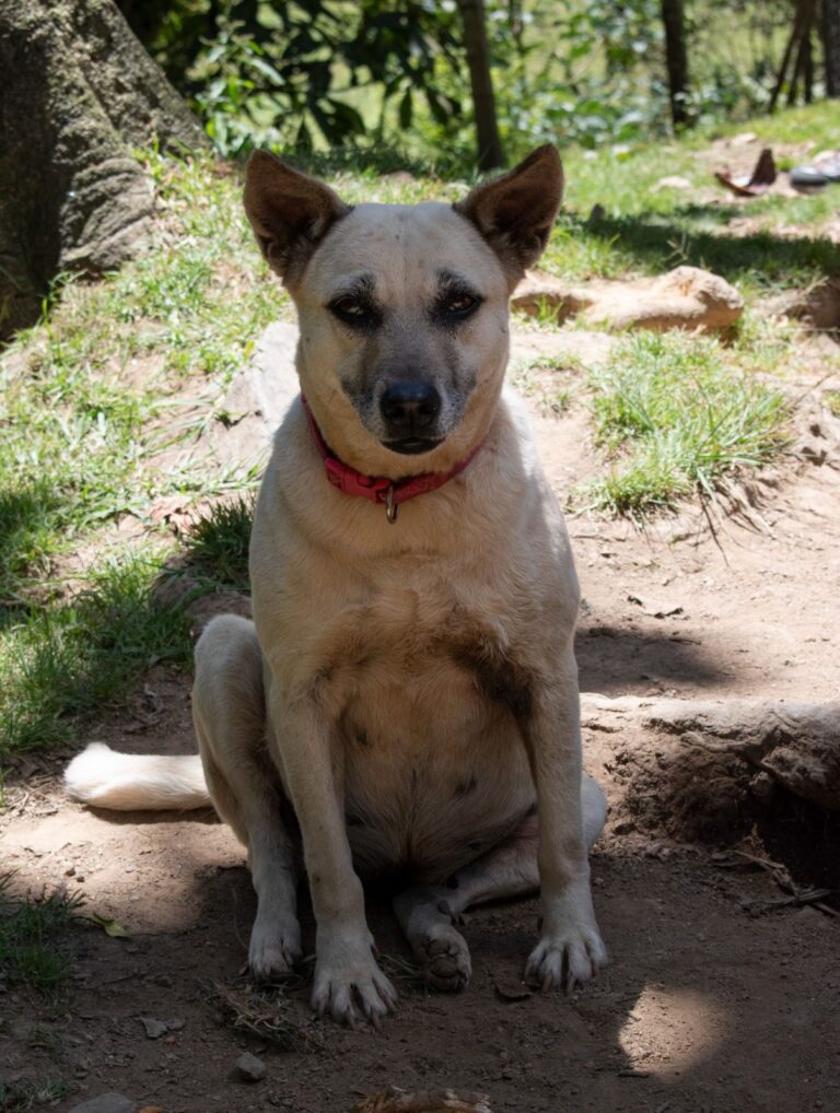 Zoe, perro en adopción en Medellín