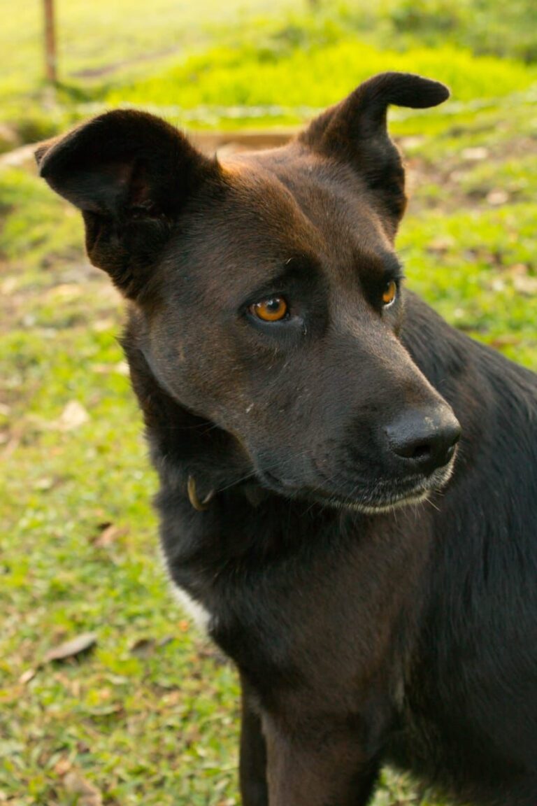 Florinda, perro en adopción en Medellín