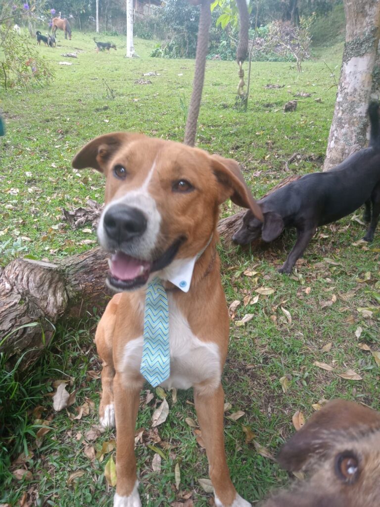 Filip, perro en adopción en Medellín