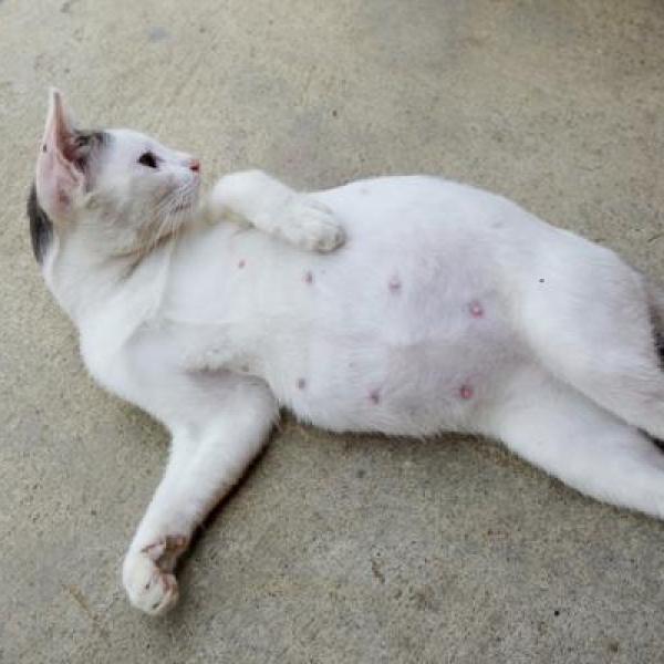 a la gata embarazada le sale liquido causas y que hacer