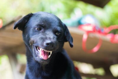 a mi perro le tiembla la boca causas y tratamientos