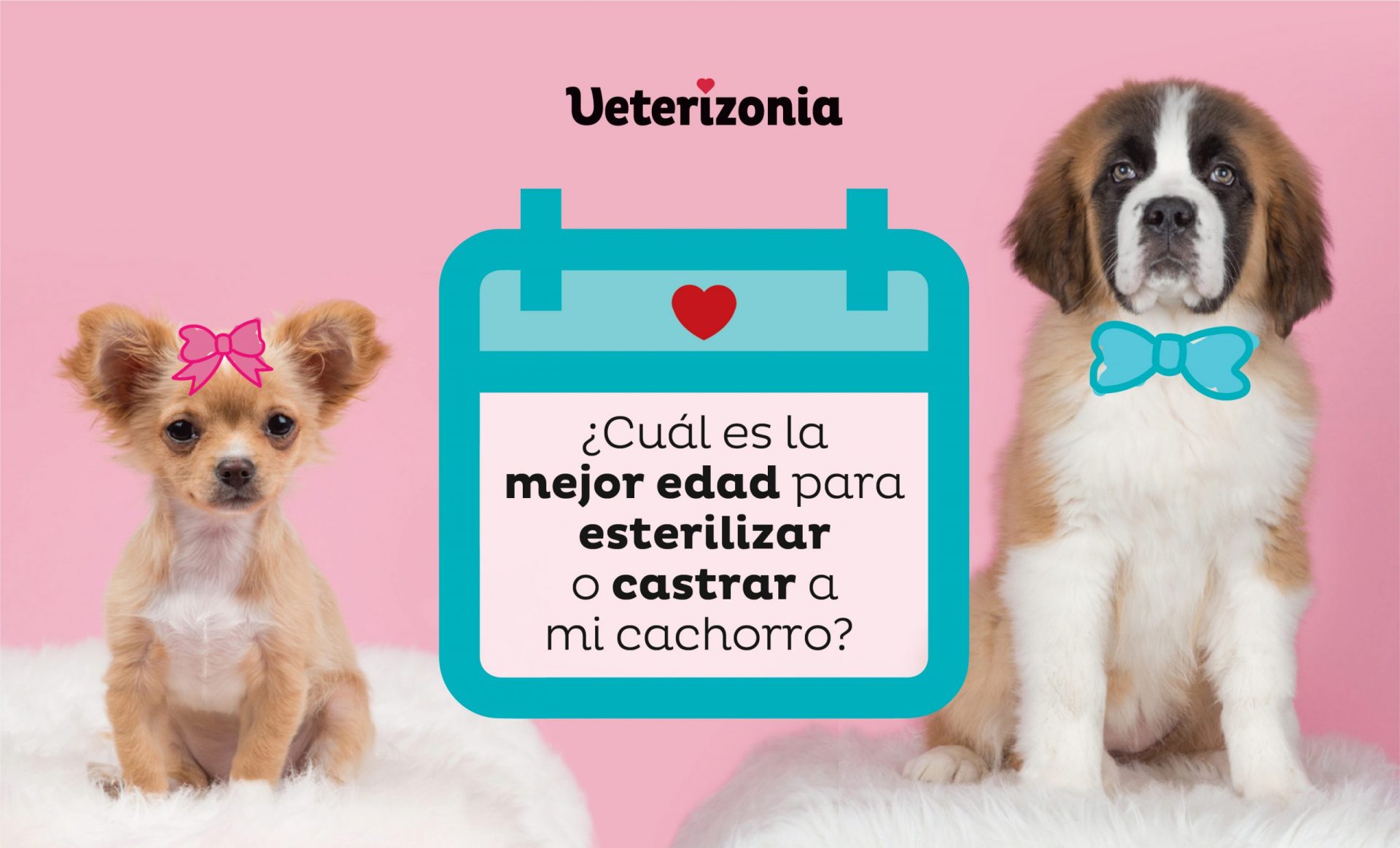 a partir de que edad puedo esterilizar a mi perro