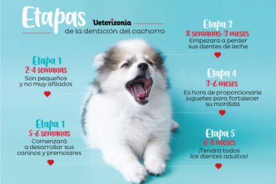 a que edad le salen los dientes a los perros