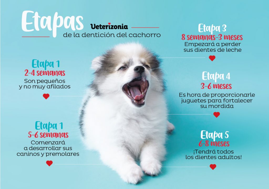 a que edad le salen los dientes a los perros