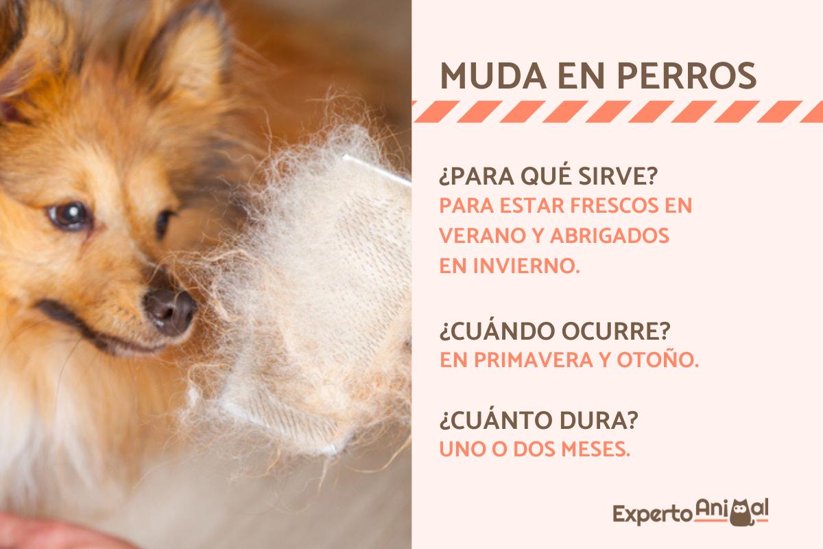 a que edad los perros cambian de pelo