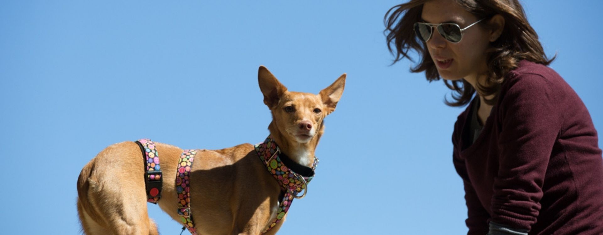 a que edad se empieza a educar a un perro