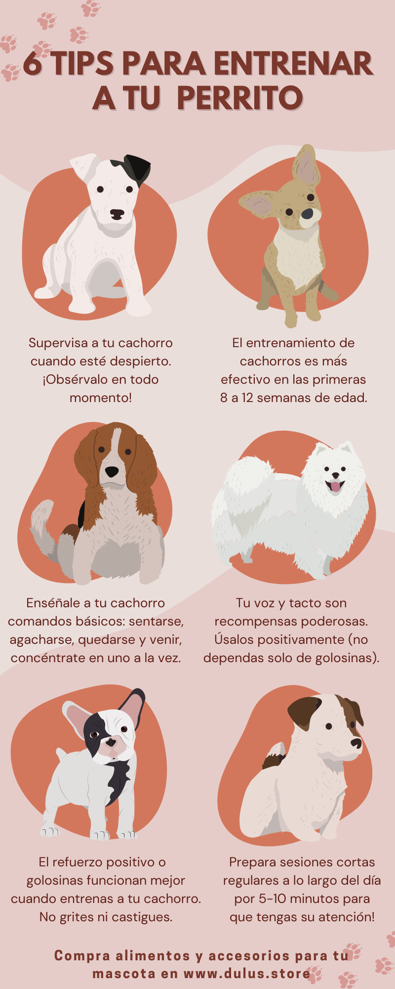 a que edad se entrenan los perros