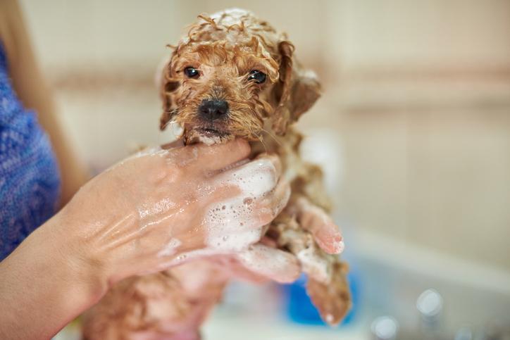 a que edad se puede banar un perro