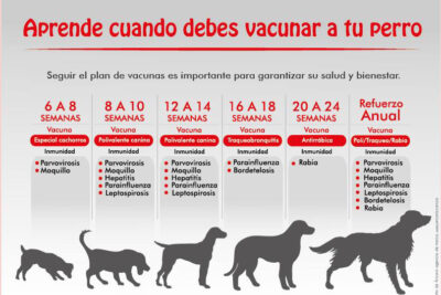 a que edad se vacunan los perros