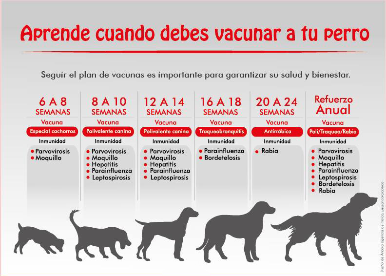 a que edad se vacunan los perros