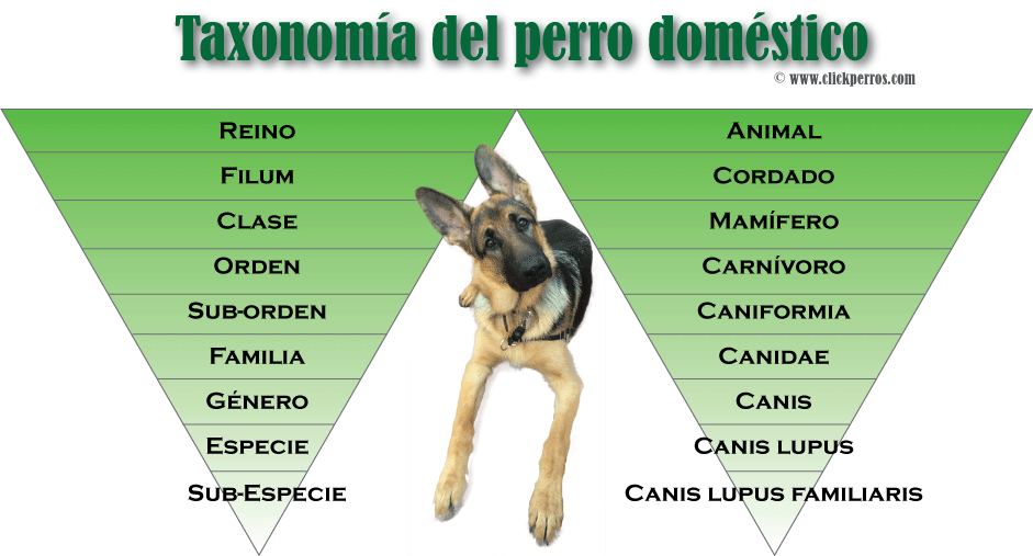 a que orden pertenece el perro