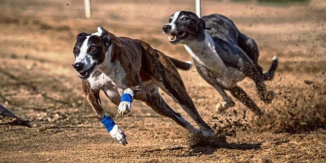 a que velocidad corre un perro