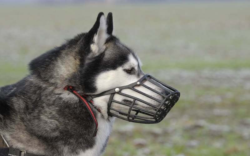 acostumbrar un perro al bozal