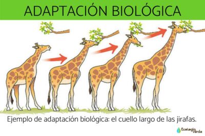 adaptacion de los seres vivos al medio