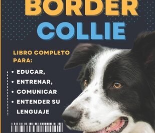 adiestramiento del border collie un guide para owners