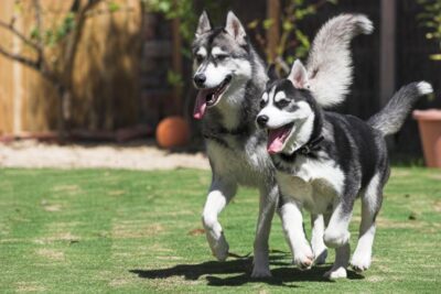 adiestramiento del husky siberiano