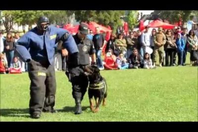 adiestramiento del rottweiler