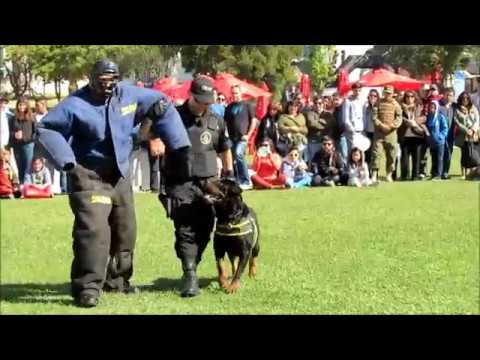 adiestramiento del rottweiler