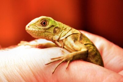 alimentacion cuidadosa de las iguanas bebes