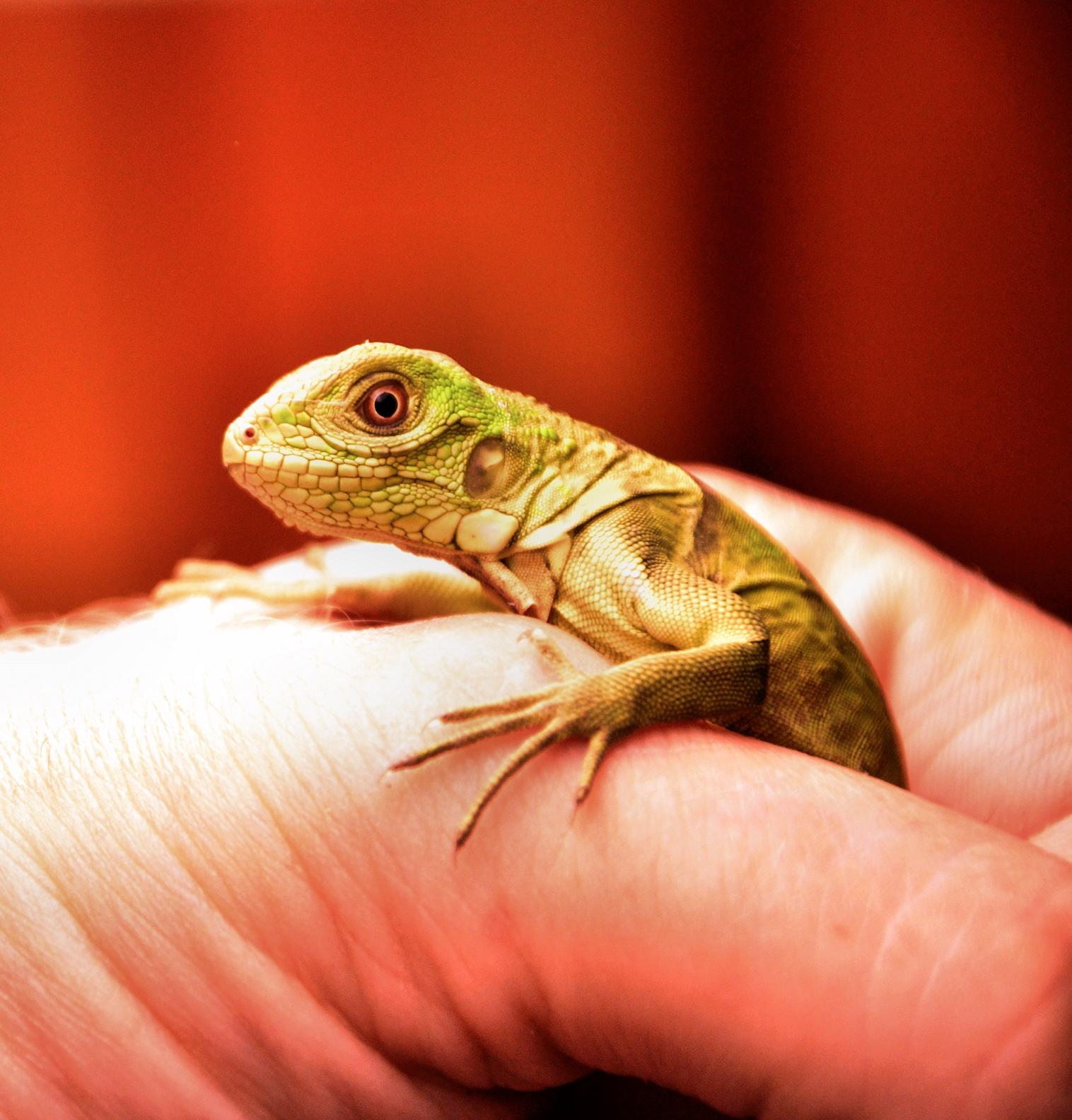 alimentacion cuidadosa de las iguanas bebes