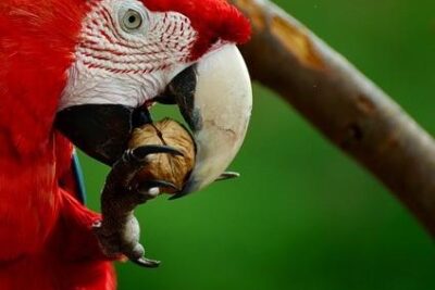 alimentacion del guacamayo verde azul y rojo