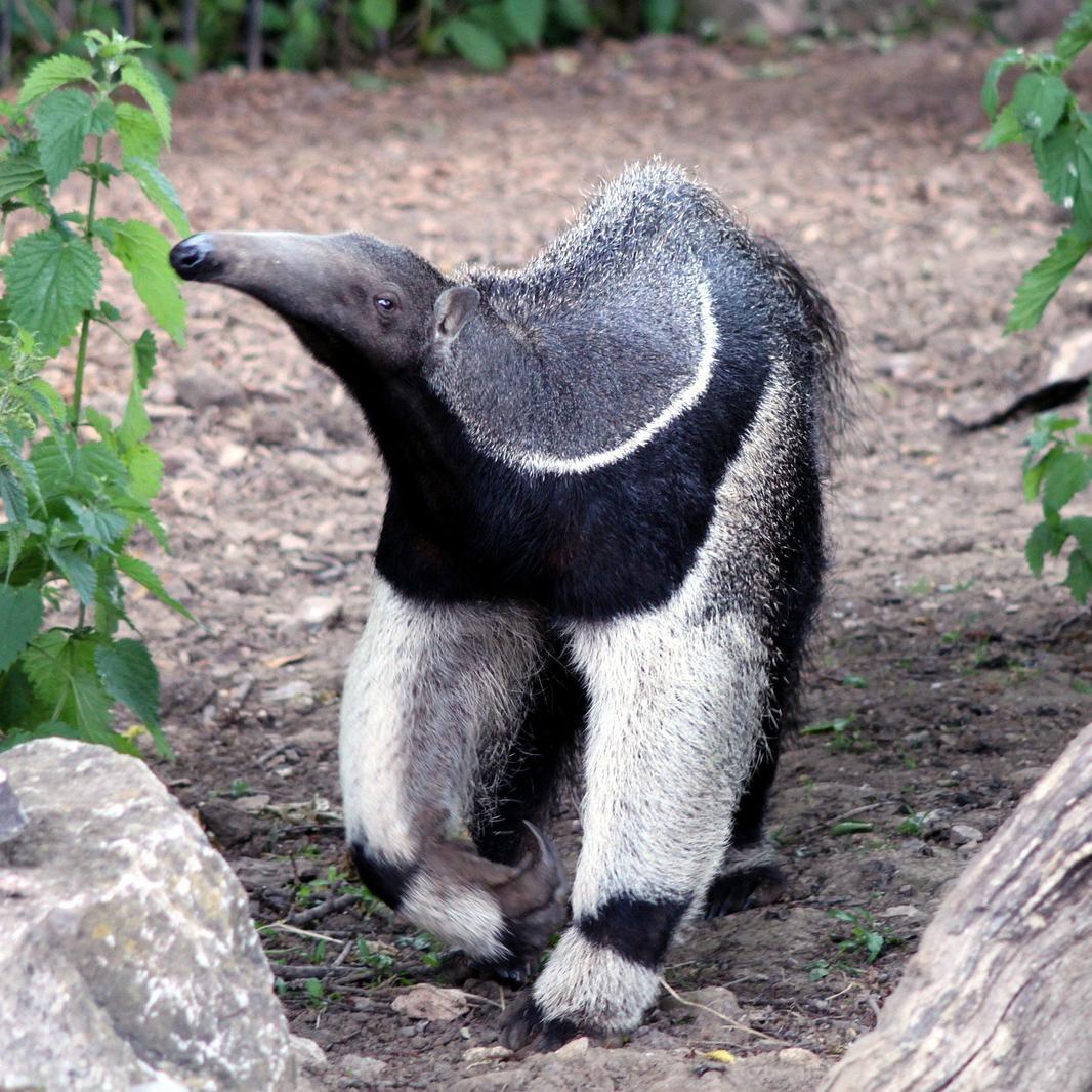 alimentacion del oso hormiguero el mundo en un plato