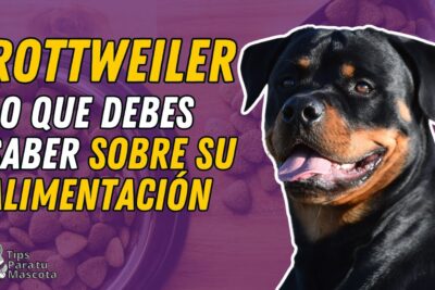 alimentacion del rottweiler