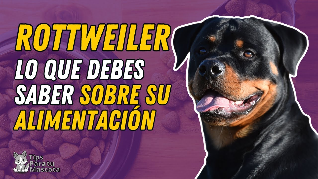 alimentacion del rottweiler