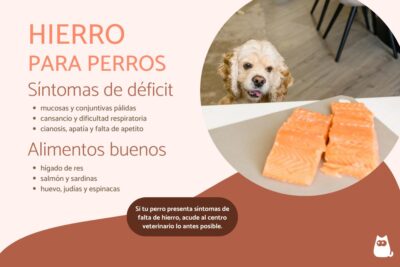 alimentacion y cuidados de un perro con anemia