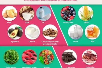 alimentos no compatibles con el sistema digestivo de los loros