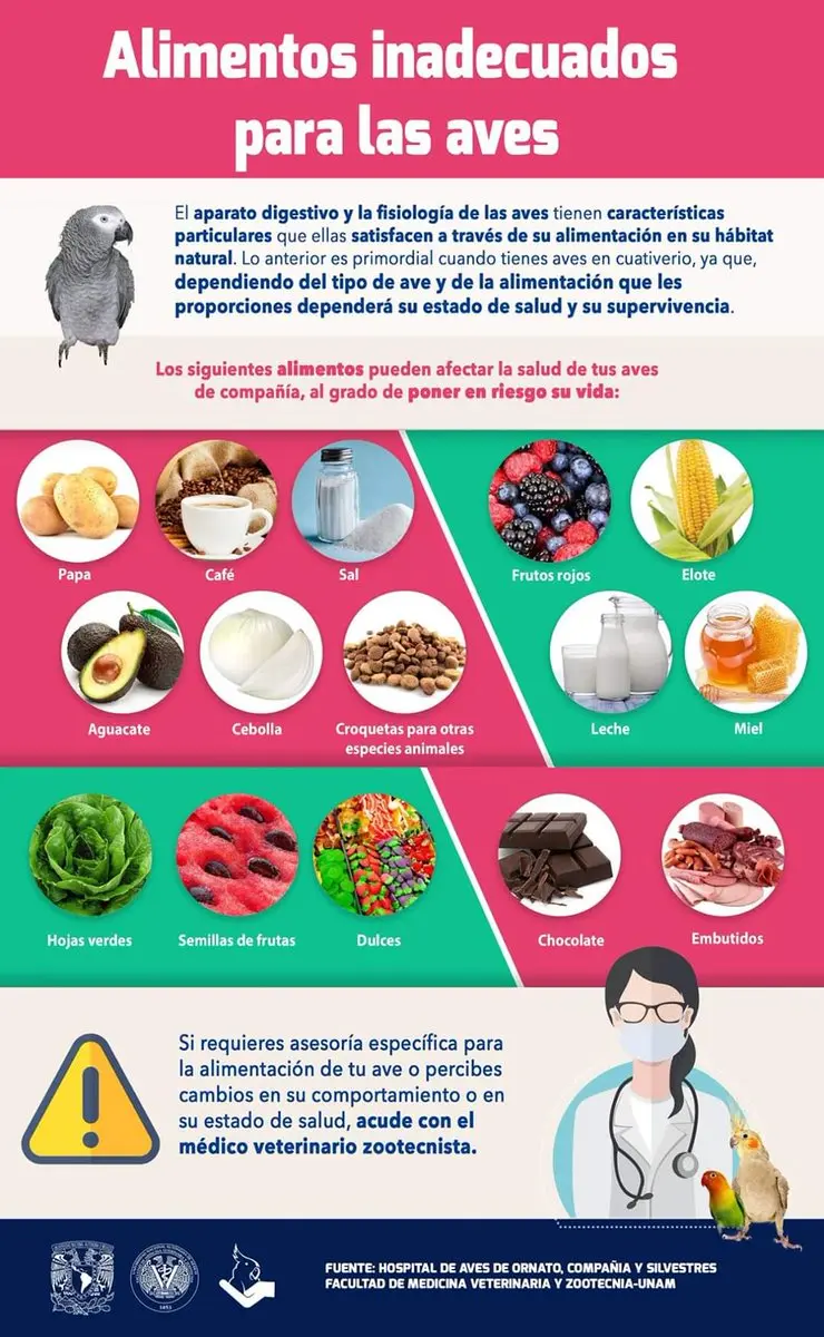 alimentos no compatibles con el sistema digestivo de los loros