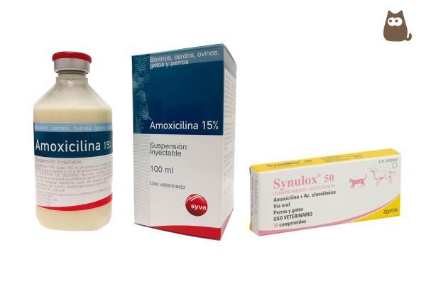 amoxicilina para perros dosis usos y efectos secundarios