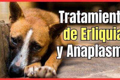 anaplasmosis en perros symptoms y tratamiento