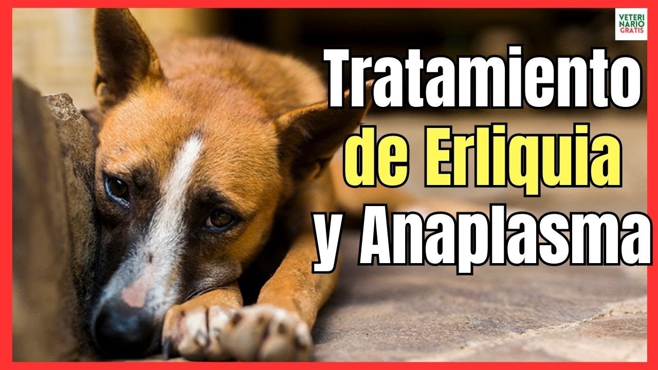 anaplasmosis en perros symptoms y tratamiento