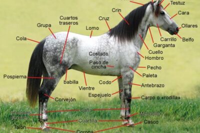 anatomia del caballo caracteristicas morfogeneticas