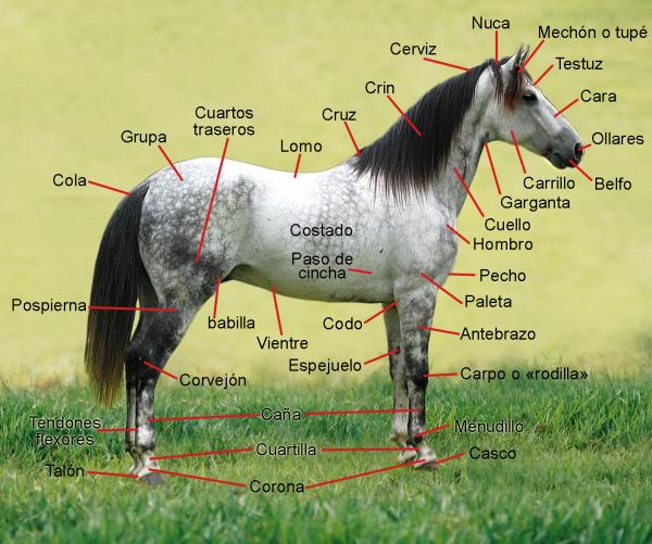 anatomia del caballo caracteristicas morfogeneticas